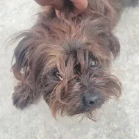 فروش یک سگ خونگی سگ