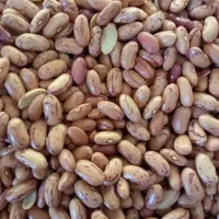 ارزانی|خوردنی و آشامیدنی|شیراز, فرگاز|دیوار