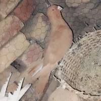 مجسمه|مجسمه، تندیس، ماکت|زابل, |دیوار