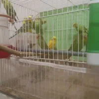 مرغ عشق