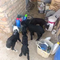 بره شیری