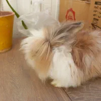 خرگوش لوپ پشمالو|موش و خرگوش|کرمان, |دیوار