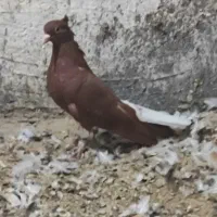 کبوتر رنگی    عقیلی