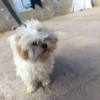 فروشی|سگ|چگنی, |دیوار