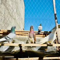 کبوتر پرشی گرما دیده حیون باز باشی میفهمی چین اینا