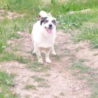 واگذاری سگ پاکوتاه