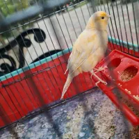 قناری جوان نر ریزه خوان باقفس ۱۲۰۰|پرنده|کرج, کوی زنبق|دیوار