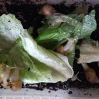 سرگرمی|خزنده|فولادشهر, بوستان خلیج فارس|دیوار