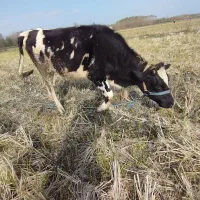 چندین راس گاو گوساله لیشه سیمینتال تلیسه|حیوانات مزرعه|رشت, بلوار گیلان|دیوار