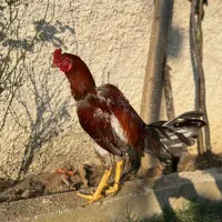 خروس لاری اصیل|حیوانات مزرعه|نور, |دیوار