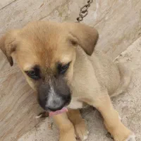 سگ پیت بول سه ماه خوشگل|سگ|صومعهسرا, |دیوار