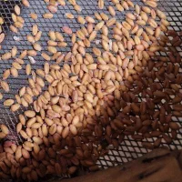 کیف سالم گندم کوهدشت  قیمت ۲۱ جو