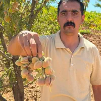 نهال بادام پربار سالم نهال