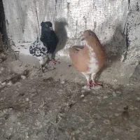 کفتر  کبوتر