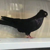 کبوتر زاغ|پرنده|کشکسرای, |دیوار