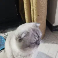 گربه اسکاتیش|گربه|کرمان, |دیوار