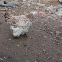 مرغ و خروس برهما|حیوانات مزرعه|چهاربرج, |دیوار