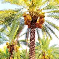 تمیز کردن تنه درخت