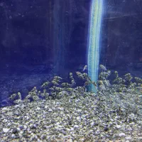 جوجه ماهی اسکار حدود صدتا|ماهی|دورود, |دیوار