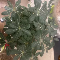 گل های شاد و خوشگل|گل و گیاه طبیعی|قم, سالاریه|دیوار