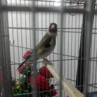 یک عدد سهره نر .نشون دار