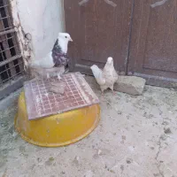 کفتر ملقی|پرنده|کرمان, |دیوار