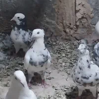 کبوتر تهرونی نرماده