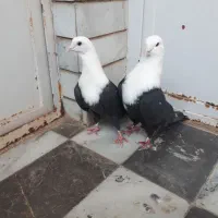 کربلایی سیاه|پرنده|گنبد کاووس, |دیوار