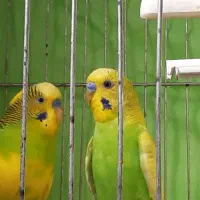 مرغ عشق بالغ نر|پرنده|خمینی‌شهر, |دیوار