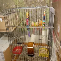 طوطی گرینچیک وعروس هلندی|پرنده|سعدآباد, |دیوار