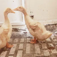 دوعدد اردک سالم درشت