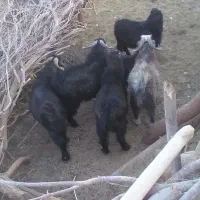 بز نر وطنی و روغن حیوانی|حیوانات مزرعه|هامون, |دیوار