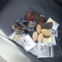 سنگ‌ درشت