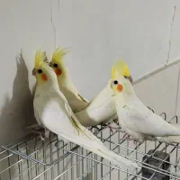 عروس هلندی لوتینو دونخور