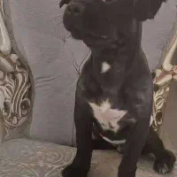 گمشده|حیوانات|تهران, حکیمیه|دیوار