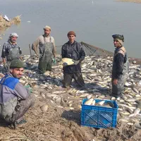 کشاورزی بچه ماهی،قزل آلا،بچه ماهی کپور،غذا ماهی|ماهی|خوی, |دیوار