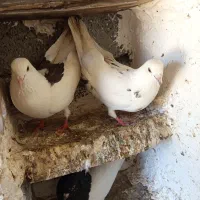 کبوتر تهرانی