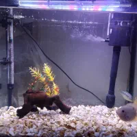 اکواریوم شیشه خم