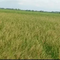 ۵۰۰۰متر زمین کشاورزی سنتی