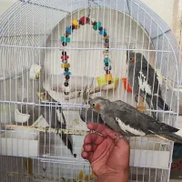 پرنده عروس هلندی