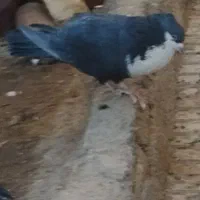 نروماده کرواتی سیاه کاکلی