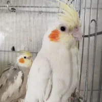 جفت عروس هلندی