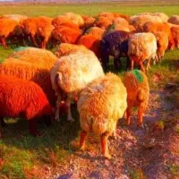 گوسفندتعاونی تنظیم بازار دام سالم زیر نظر دامپزشک