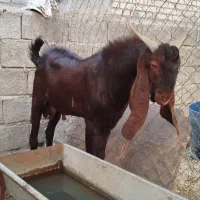 بز نر پاکستانی در شادگان|حیوانات مزرعه|شادگان, |دیوار