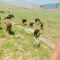 بزبی|حیوانات مزرعه|دورود, |دیوار