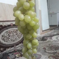 انگور شیره ای