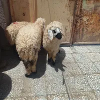 سه عدد بره ماده چاق