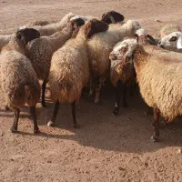 گوسفند داشتی آبستن