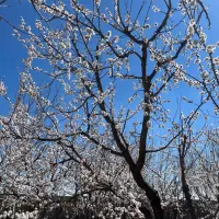 باغچه-200-متری-آماده-ساخت-فروش-و-تهاتر