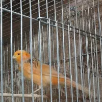 قناری نر پرتقالی بلند بخون